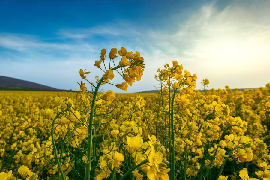 OSR disease control: Making the most of actives