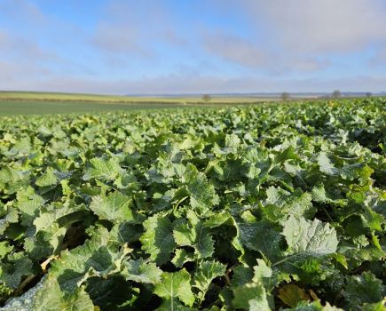 Inside traits: Breeding resilience to CSFB