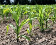 Maize: Matching maize’s requirements
