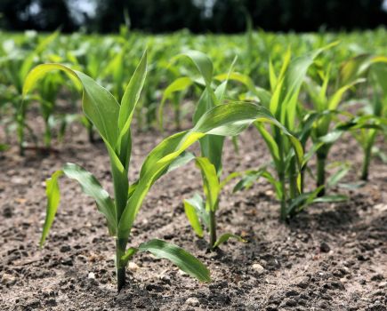 Maize: Matching maize’s requirements