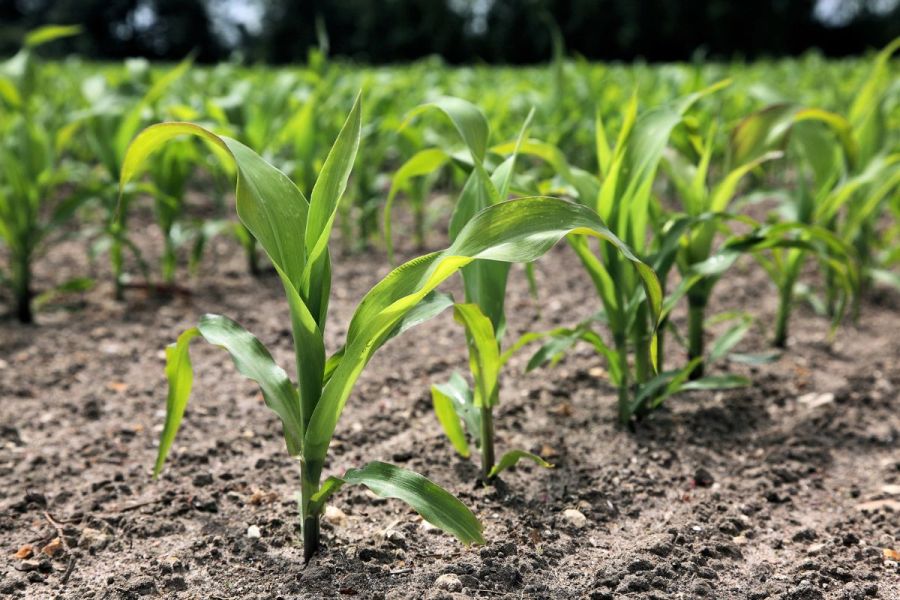 Maize: Matching maize’s requirements