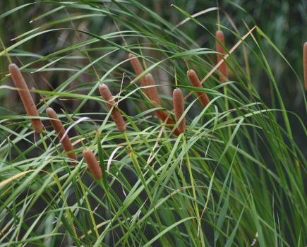 Bulrush project: Boggy bulrushes to BioPuff