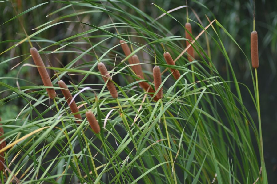 Bulrush project: Boggy bulrushes to BioPuff