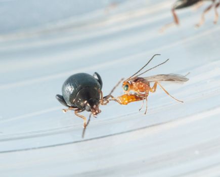 Parasitoid wasps: A positive sting in the tail