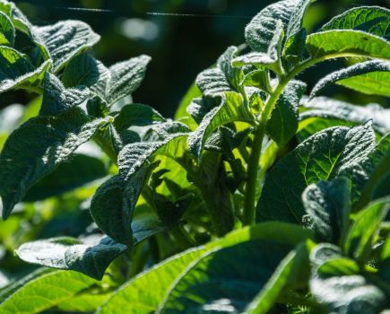 Potato business strategies: Steps to success in potatoes