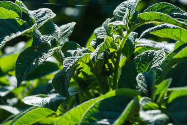 Potato business strategies: Steps to success in potatoes