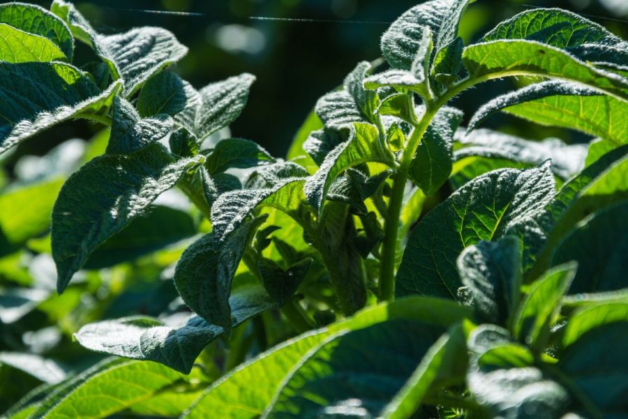 Potato business strategies: Steps to success in potatoes