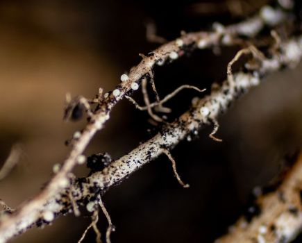 Hutchinson’s trial day: PCN varietal resistance promise
