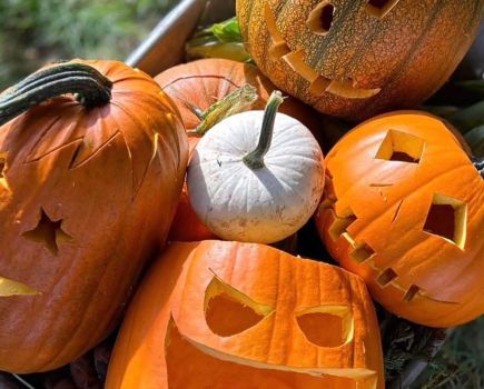 Alternative crops: Carving opportunities with pumpkins
