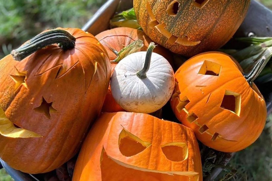 Alternative crops: Carving opportunities with pumpkins