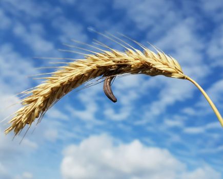 Relying on colour sorting won’t solve the ergot alkaloid risk in grain