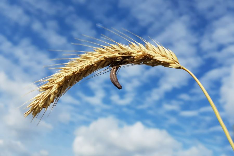 Relying on colour sorting won’t solve the ergot alkaloid risk in grain