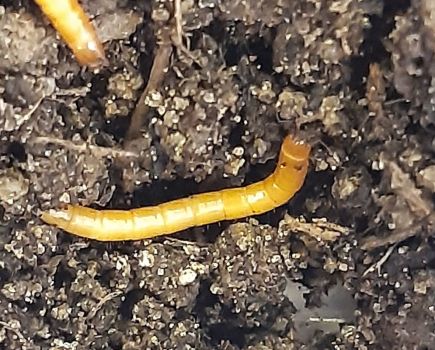 Enigma I project: helping to unravel wireworm unknowns