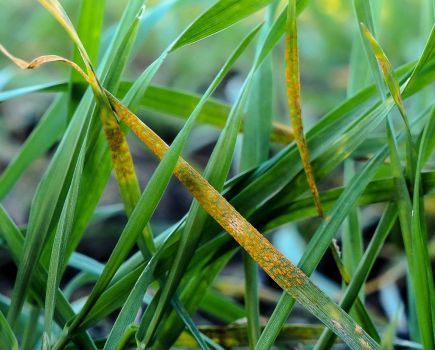 Yellow rust hits resistant wheat