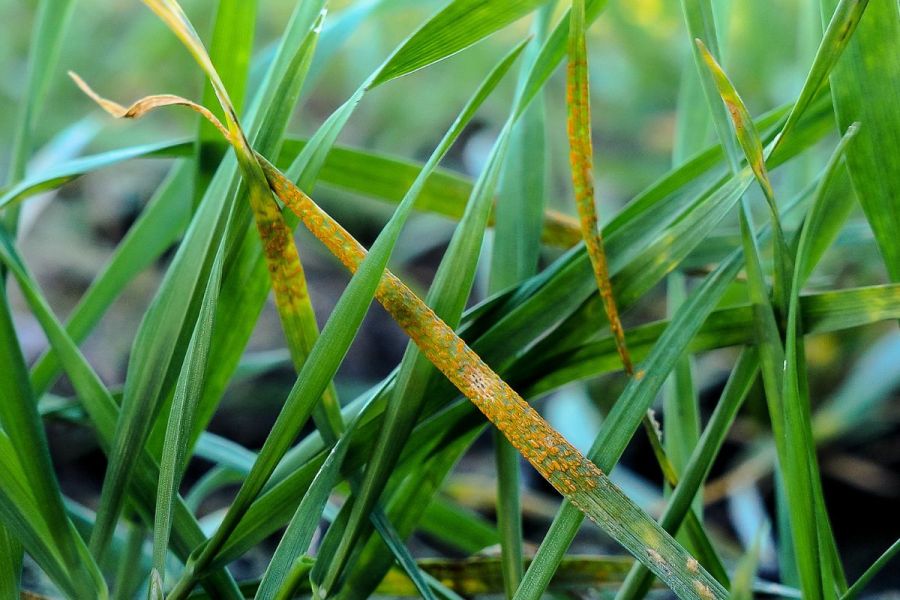 Yellow rust hits resistant wheat
