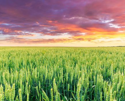 A disease explosion is only a rain shower away