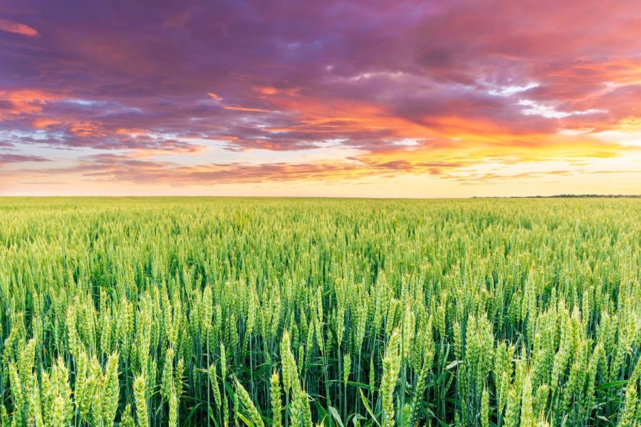 A disease explosion is only a rain shower away