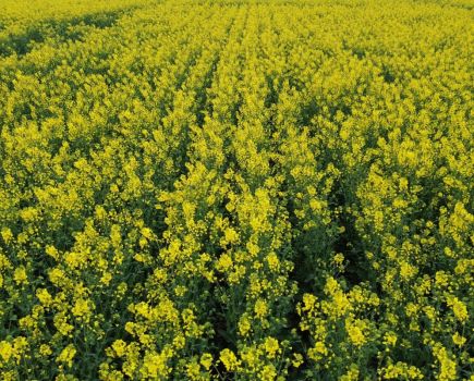 A close relationship between biomass and CSFB damage