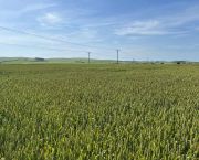 Late April-drilled wheat defies odds