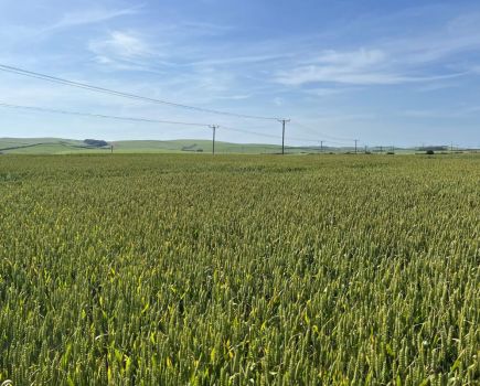 Late April-drilled wheat defies odds