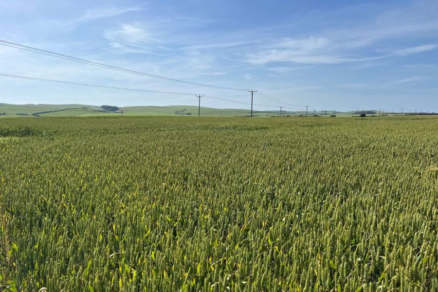Late April-drilled wheat defies odds