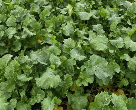 Could LG Adapt replace Attica on one Sussex farm?