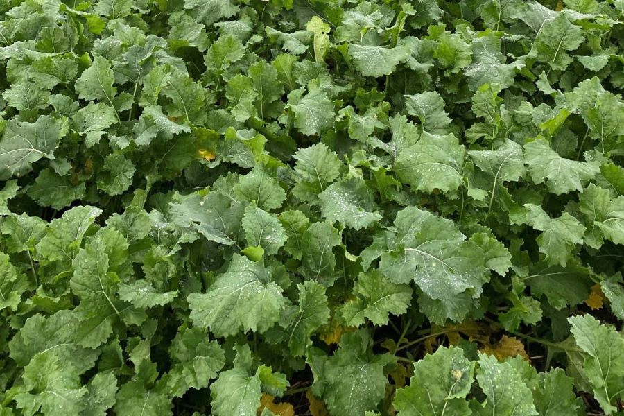 Could LG Adapt replace Attica on one Sussex farm?