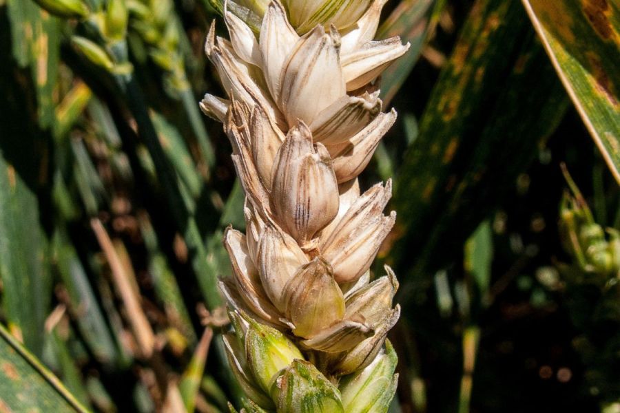 Mycotoxin rainfall risk tool