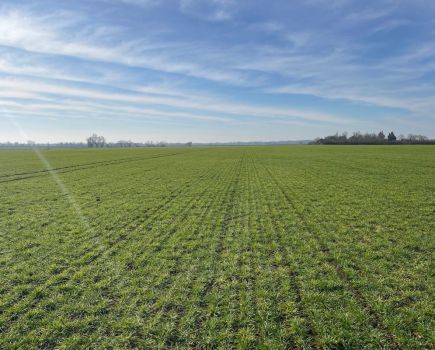 Why LG Capitol is Delivering Top Yields and Consistent Performance for Cambridgeshire Grower