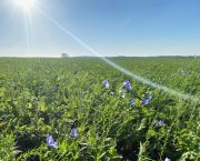 How is AHDB supporting cover crop knowledge exchange?