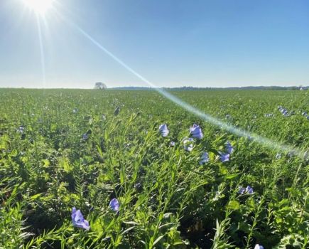 How is AHDB supporting cover crop knowledge exchange?