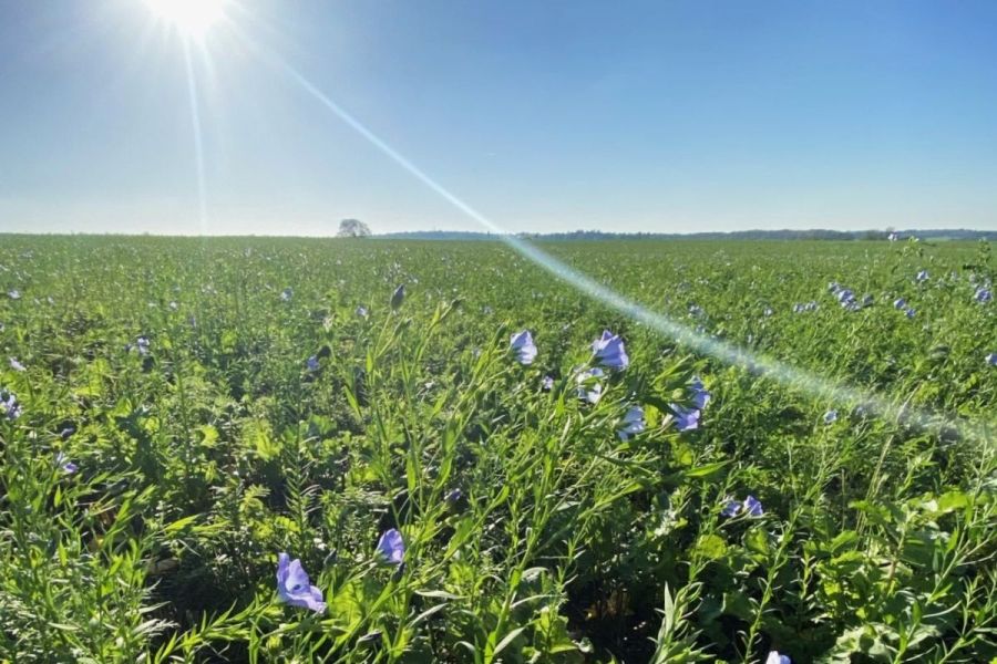 How is AHDB supporting cover crop knowledge exchange?