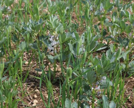 Pulse power paves the way to nitrogen cuts