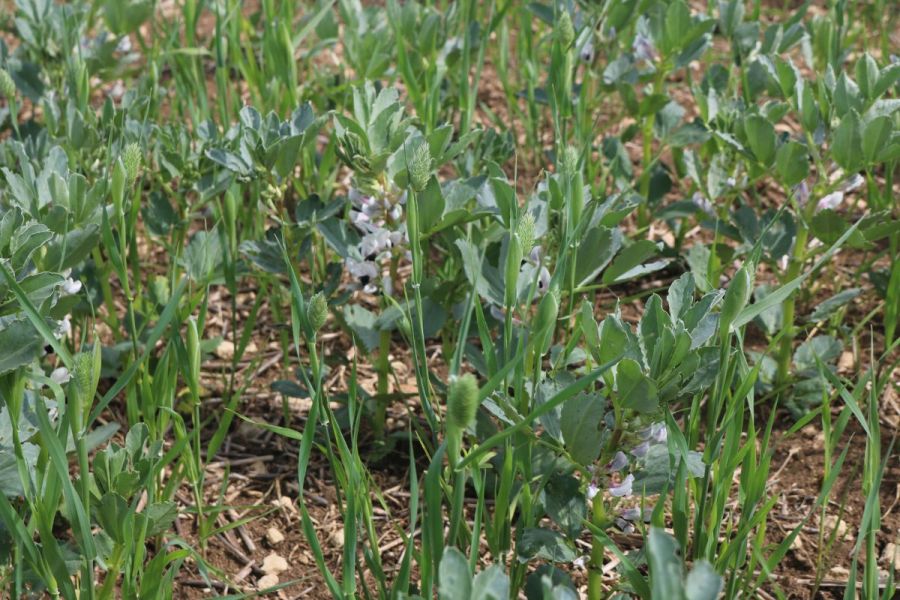Pulse power paves the way to nitrogen cuts
