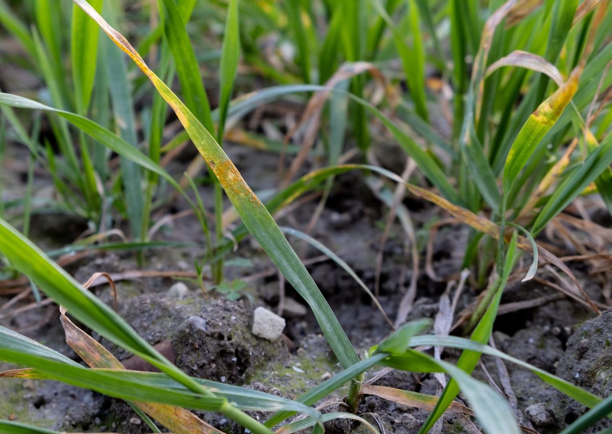 Common Ground: Covering all bases - Crop Production Magazine