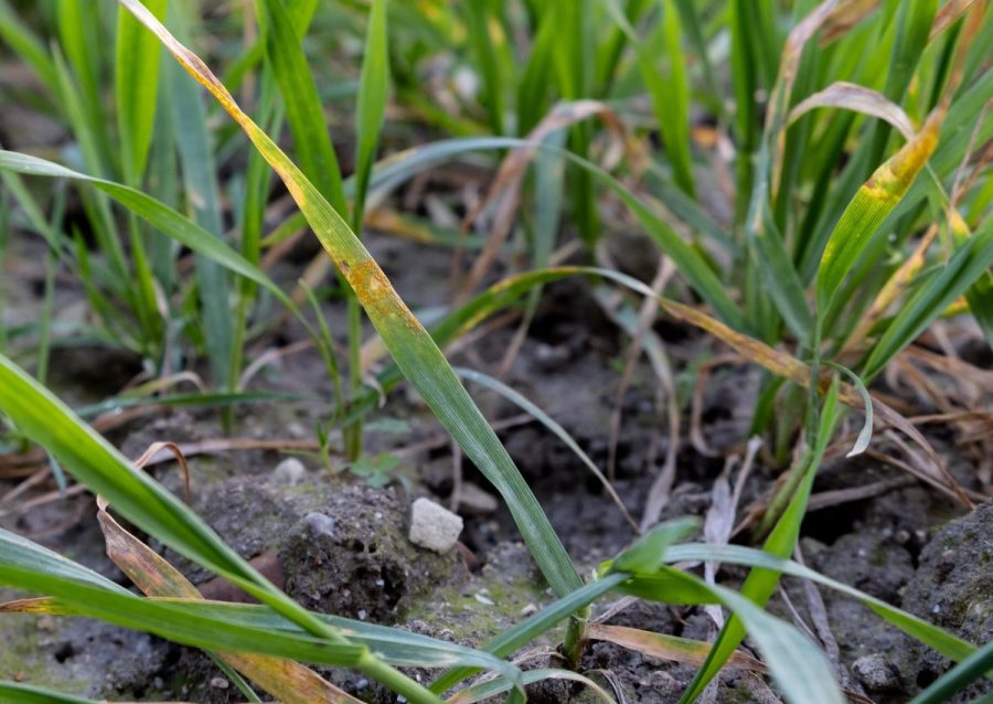 winter wheat fungicide