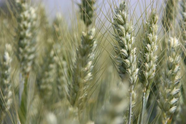 Established Cereal Varieties