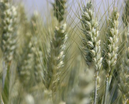 Established Cereal Varieties