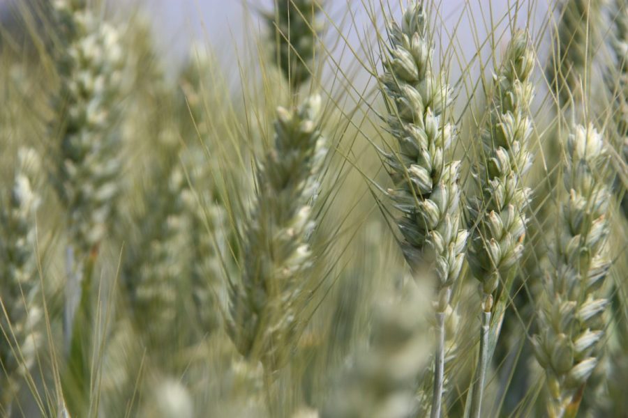 Established Cereal Varieties