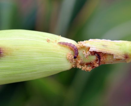 European corn borer