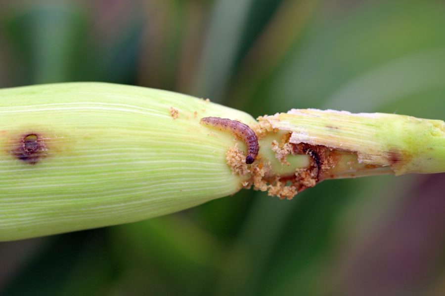 European corn borer