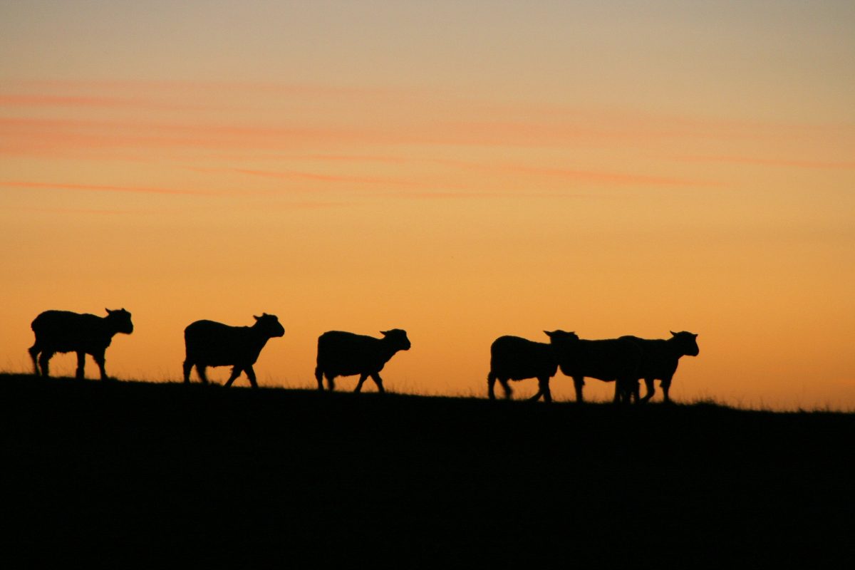 Stacking the system: the technical case for mixed farming