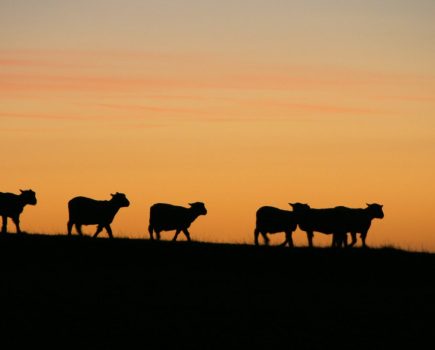 Integrated Mixed Farming