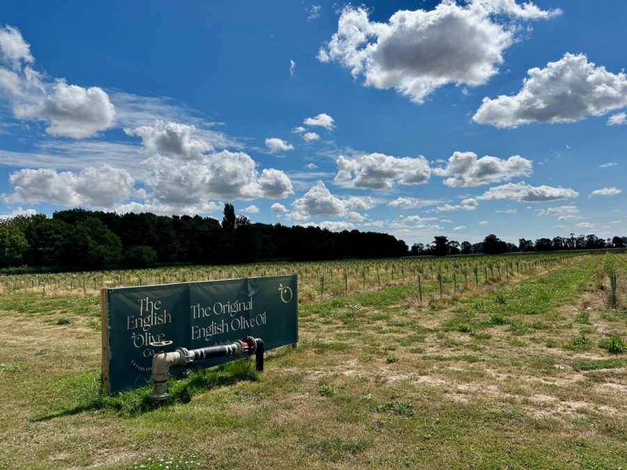 Lincolnshire grower is diversifying into producing olives