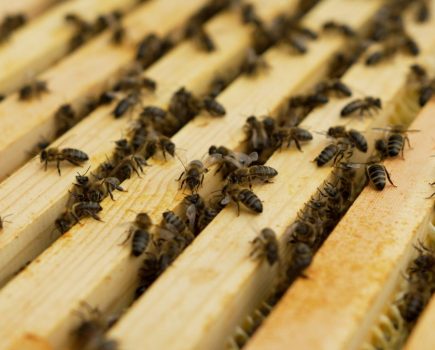 Buckley's Bees