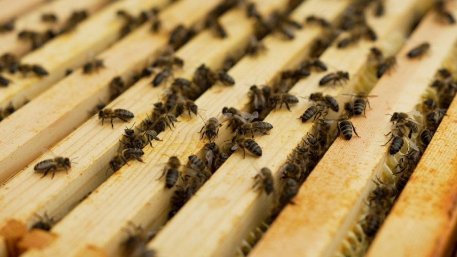 Buckley's Bees