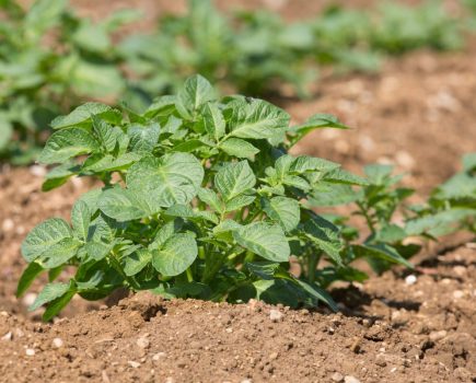 Scientists uncover how a wild tomato hybrid led to the potato’s evolution