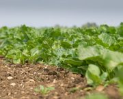 Sugar beet seed model