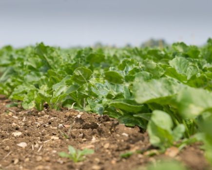 Sugar beet seed model