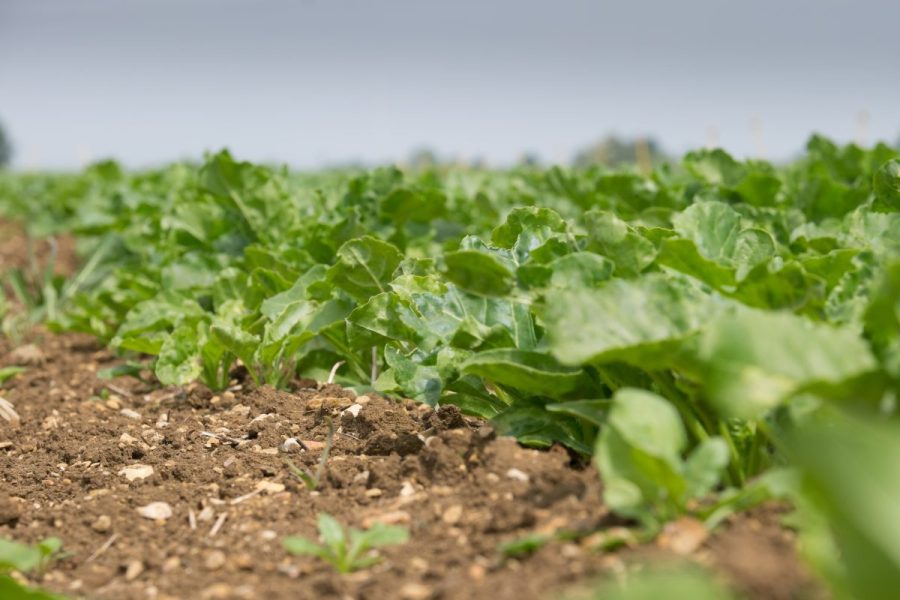 Sugar beet seed model